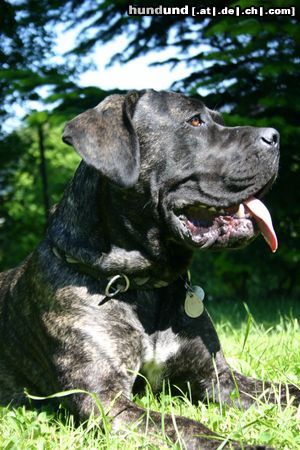 Cane Corso Aysha 