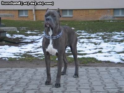 Cane Corso Hunde Foto 19800 in höherer Auflösung ansehen Cane Corso ONYX