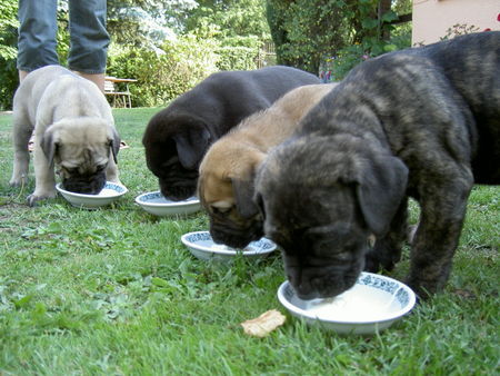Cane Corso Hunde Foto 29226 in höherer Auflösung ansehen Cane Corso meine Geschwister