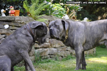 Cane Corso Amilie u. Bonito Bailando Con Lobos