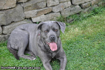 Cane Corso Amilie  Bailando Con Lobos