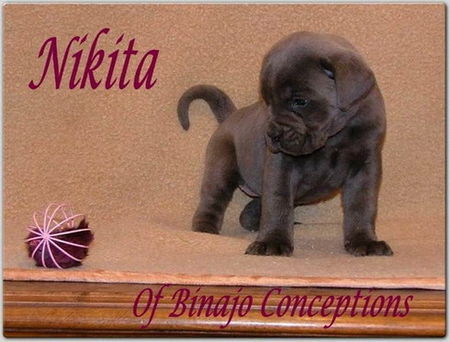 Cane Corso Hunde Foto 29534 Cane Corso