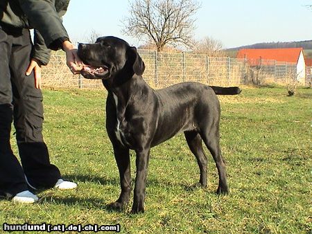 Cane Corso Hunde Foto 20285 Cane Corso Jenny 6 Monate