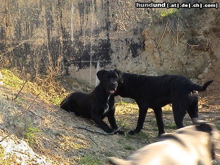 Cane Corso Hunde Foto 20286 Cane Corso Cane Corso's beim Spielen