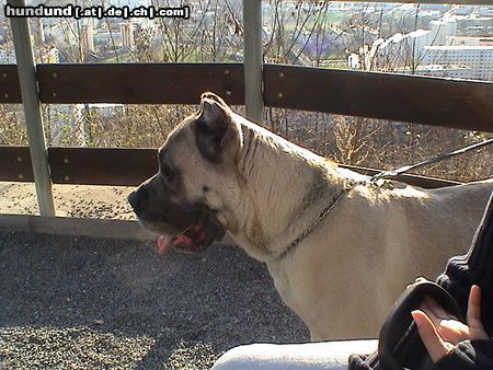 Cane Corso Hunde Foto 20287 Cane Corso Leeroy beim Ausflug