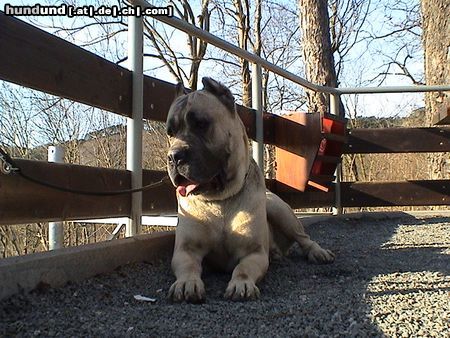 Cane Corso Hunde Foto 20292 Cane Corso Leeroy genießt den Schatten