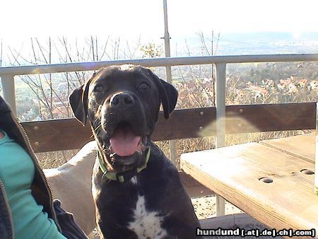 Cane Corso Hunde Foto 20288 Cane Corso Schau mal wie ich lachen kann...