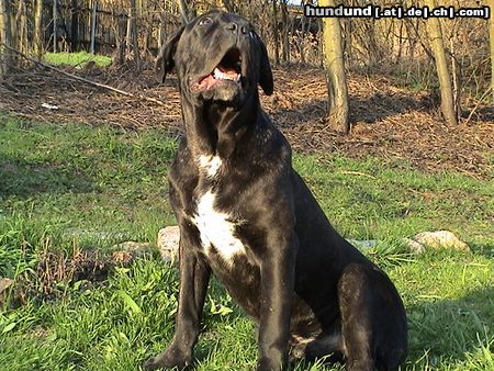 Cane Corso Hunde Foto 20289 Cane Corso Kenny