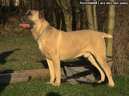 Cane Corso Hunde Foto 20290 Cane Corso Leeroy