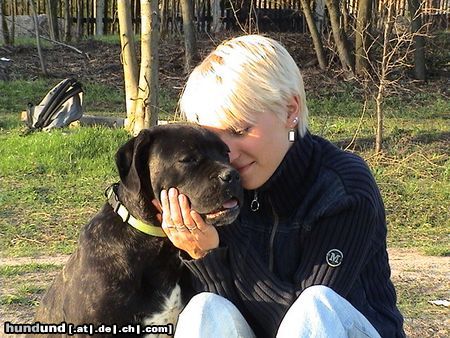 Cane Corso Hunde Foto 20299 Cane Corso Liebe ist so schön...
