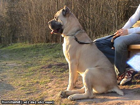 Cane Corso Hunde Foto 20297 Cane Corso Leeroy beim Wandern