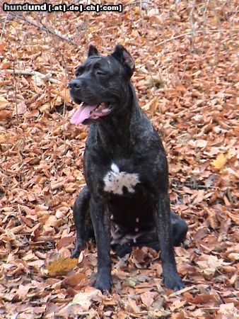 Cane Corso Hunde Foto 7975 Cane Corso Venus, Hündin schwarz-gestromt
