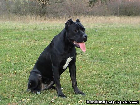 Cane Corso Hunde Foto 7970 Cane Corso India im Alter von 14 Monaten