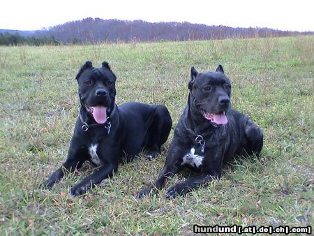 Cane Corso Hunde Foto 7971 Cane Corso India und Venus