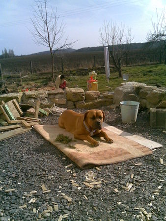 Cane Corso unsere baja