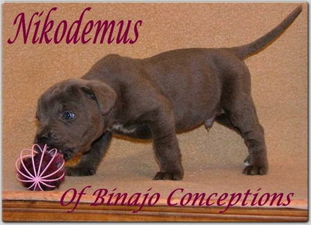 Cane Corso Hunde Foto 29536 Cane Corso