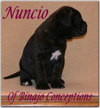 Cane Corso Hunde Foto 29538 Cane Corso