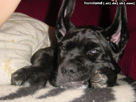 Cane Corso Hunde Foto 23826 in höherer Auflösung ansehen Cane Corso Ich woolte mal sehen,ob ich als Schäferhund genauso gut aussehe