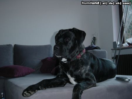 Cane Corso Hunde Foto 18510 in höherer Auflösung ansehen Cane Corso