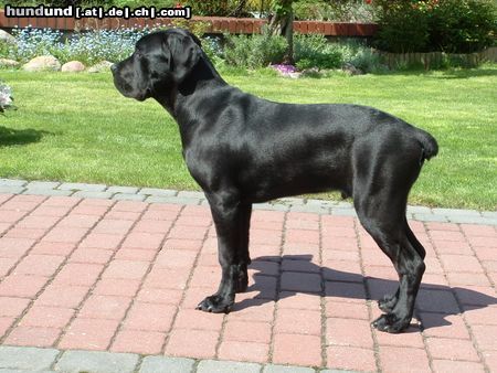 Cane Corso Hunde Foto 21685 Cane Corso -
