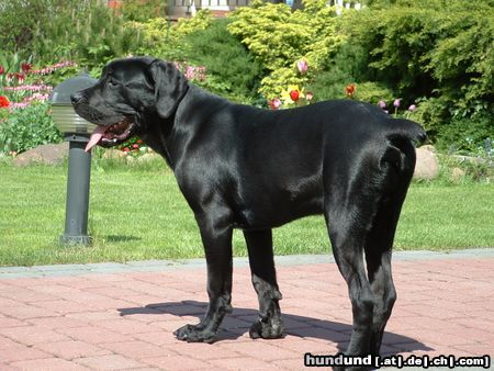 Cane Corso Hunde Foto 21684 Cane Corso -