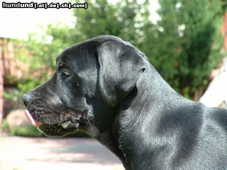 Cane Corso Hunde Foto 21683 Cane Corso -