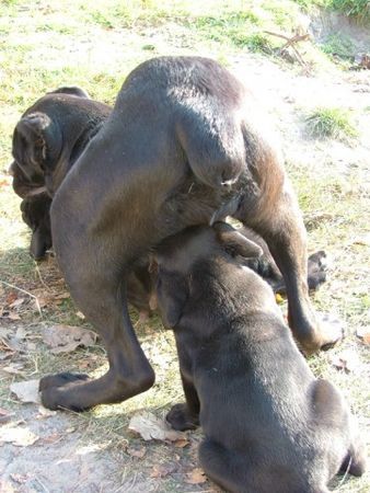 Cane Corso Hunde Foto 29540 in höherer Auflösung ansehen Cane Corso