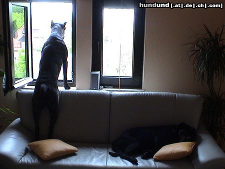 Cane Corso Hunde Foto 12601 Cane Corso