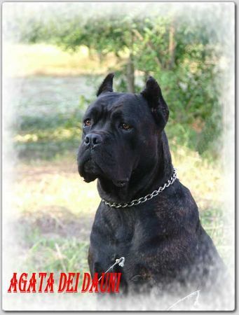 Cane Corso Hunde Foto 29544 Cane Corso