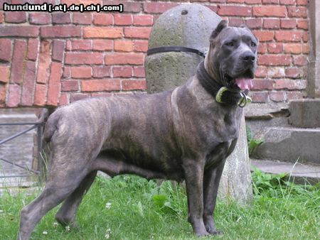 Cane Corso Hunde Foto 24029 Cane Corso