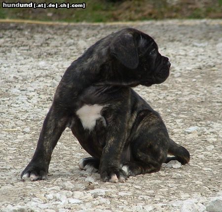Cane Corso Hunde Foto 21519 Cane Corso Aurelia