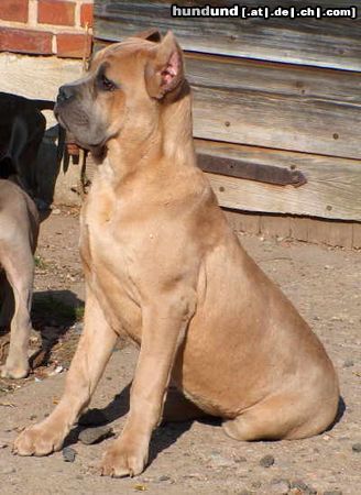Cane Corso Hunde Foto 11563 Cane Corso Aurora, 6 Monate