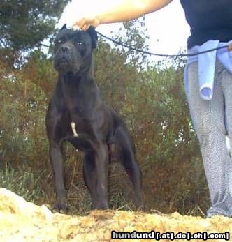 Cane Corso Hunde Foto 6695 Cane Corso Ch. Rothorm Jy Dream Aurum