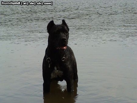 Cane Corso Hunde Foto 7617 Cane Corso Venus im Alter von 2 Jahren und 8 Monaten