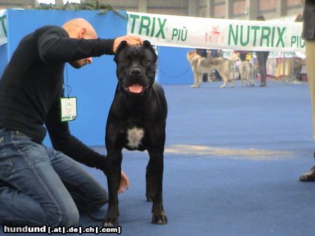 Cane Corso Hunde Foto 7619 Cane Corso India im alter von 14 Monaten/ Ausstellung Italien