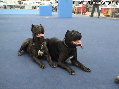 Cane Corso Hunde Foto 7618 Cane Corso Venus und India 12/ 2003