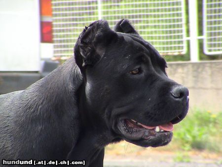 Cane Corso Hunde Foto 7966 Cane Corso India im Alter von 7 Monaten/ schwarz