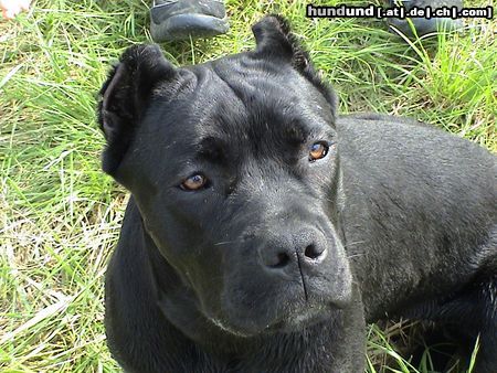 Cane Corso Hunde Foto 7967 Cane Corso India im Alter von 7 Monaten/ schwarz