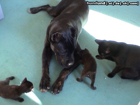 Cane Corso Hunde Foto 7968 Cane Corso India mit Katzebabys
