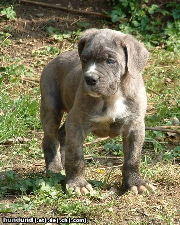 Cane Corso Hunde Foto 21520 Cane Corso Azzuro