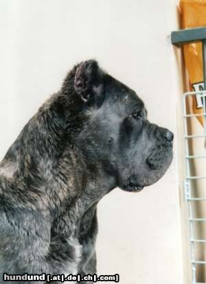 Cane Corso Hunde Foto 7947 Cane Corso Deutscher Ch. Akira