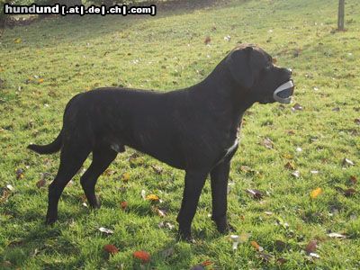 Cane Corso Hunde Foto 6934 Cane Corso Känsch Däää
