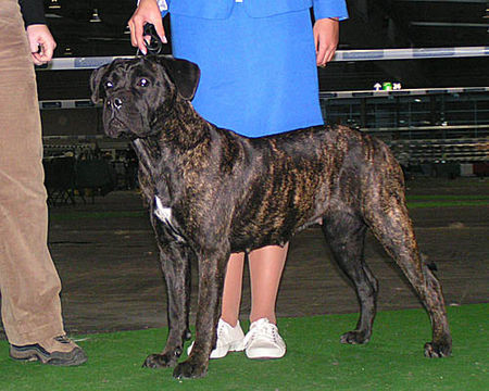 Cane Corso Hunde Foto 26932 Cane Corso Demetras zweite Ausstellung
