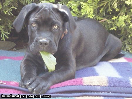 Cane Corso Hunde Foto 12936 Cane Corso Vito