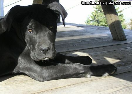 Cane Corso Hunde Foto 14010 Cane Corso Bonie - 6 months