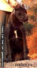 Cane Corso Hunde Foto 6696 Cane Corso Rothorm Jy Dream Brava