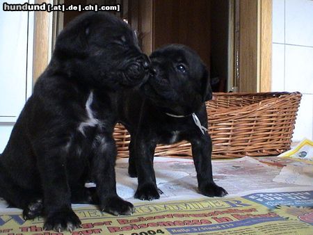 Cane Corso Hunde Foto 16273 Cane Corso ICH HAB DICH LIEB...