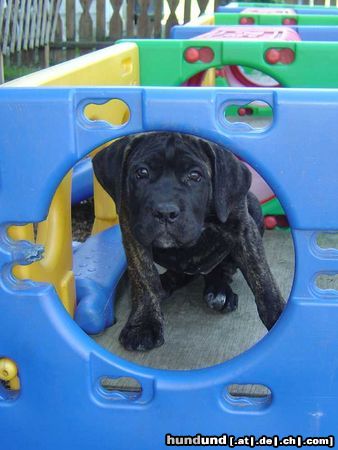 Cane Corso Hunde Foto 14434 Cane Corso Ihna