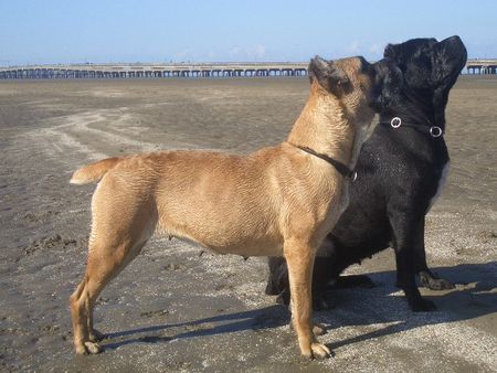 Cane Corso Hunde Foto 34136 in höherer Auflösung ansehen Cane Corso