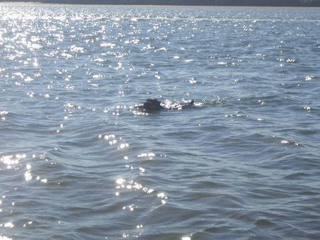 Cane Corso Hunde Foto 34142 in höherer Auflösung ansehen Cane Corso Meister im Schwimmen :o)